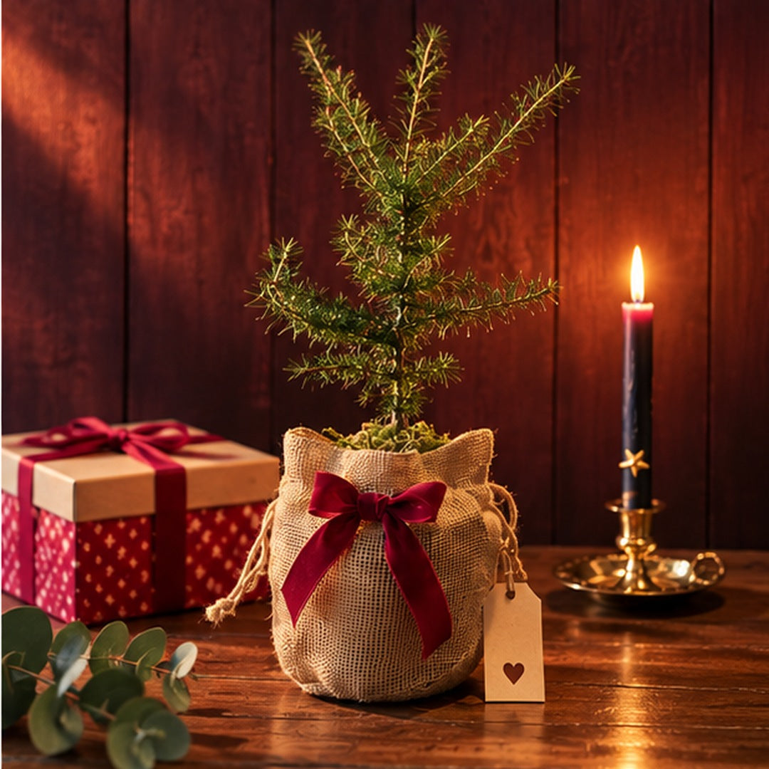 La Pousse d'amour de Noël