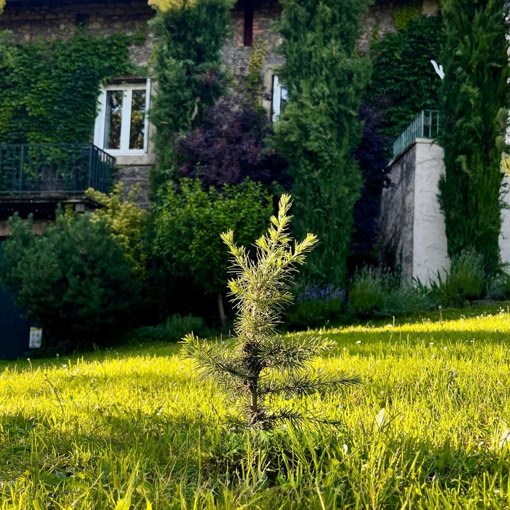 La Pousse d'amour de Naissance - Cèdre à planter pour bébé