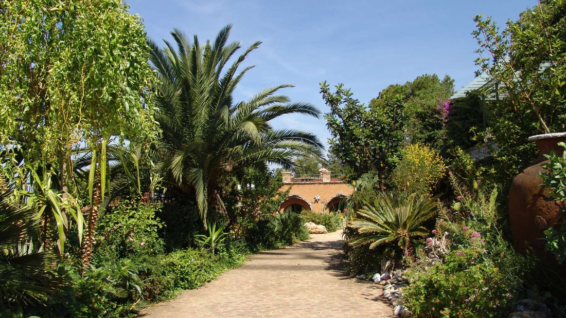 Pourquoi un jardin méditerranéen a-t-il besoin de moins d'eau ?
