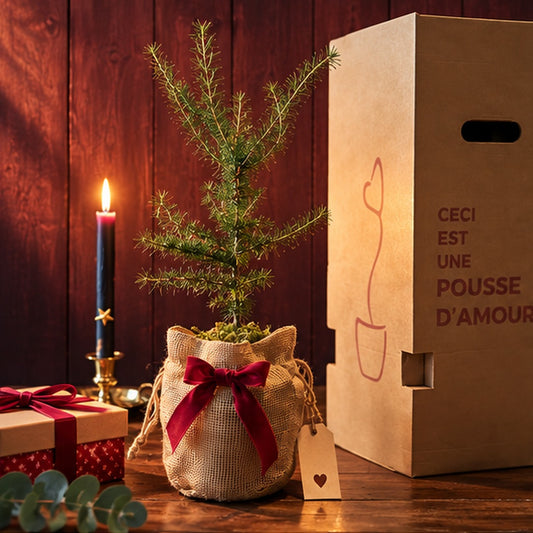 La Pousse d'amour  de Noël