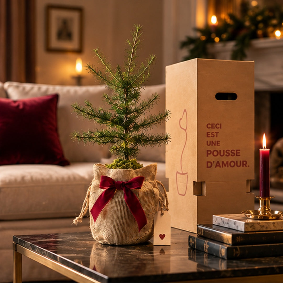 La Pousse d'amour  de Noël