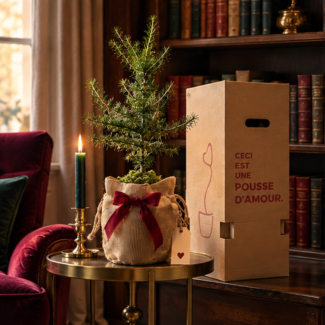 La Pousse d'amour  de Noël