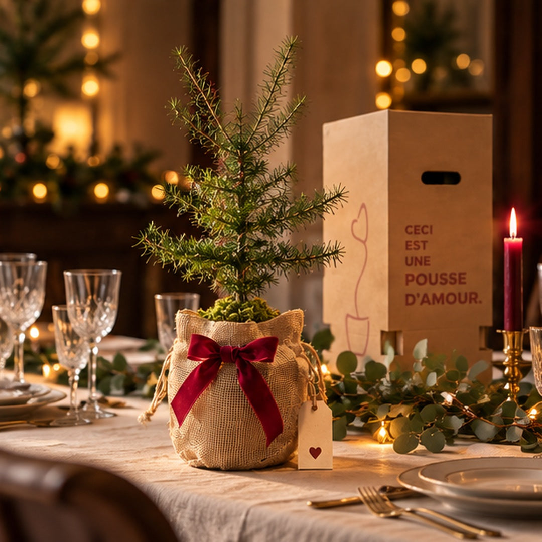 La Pousse d'amour  de Noël