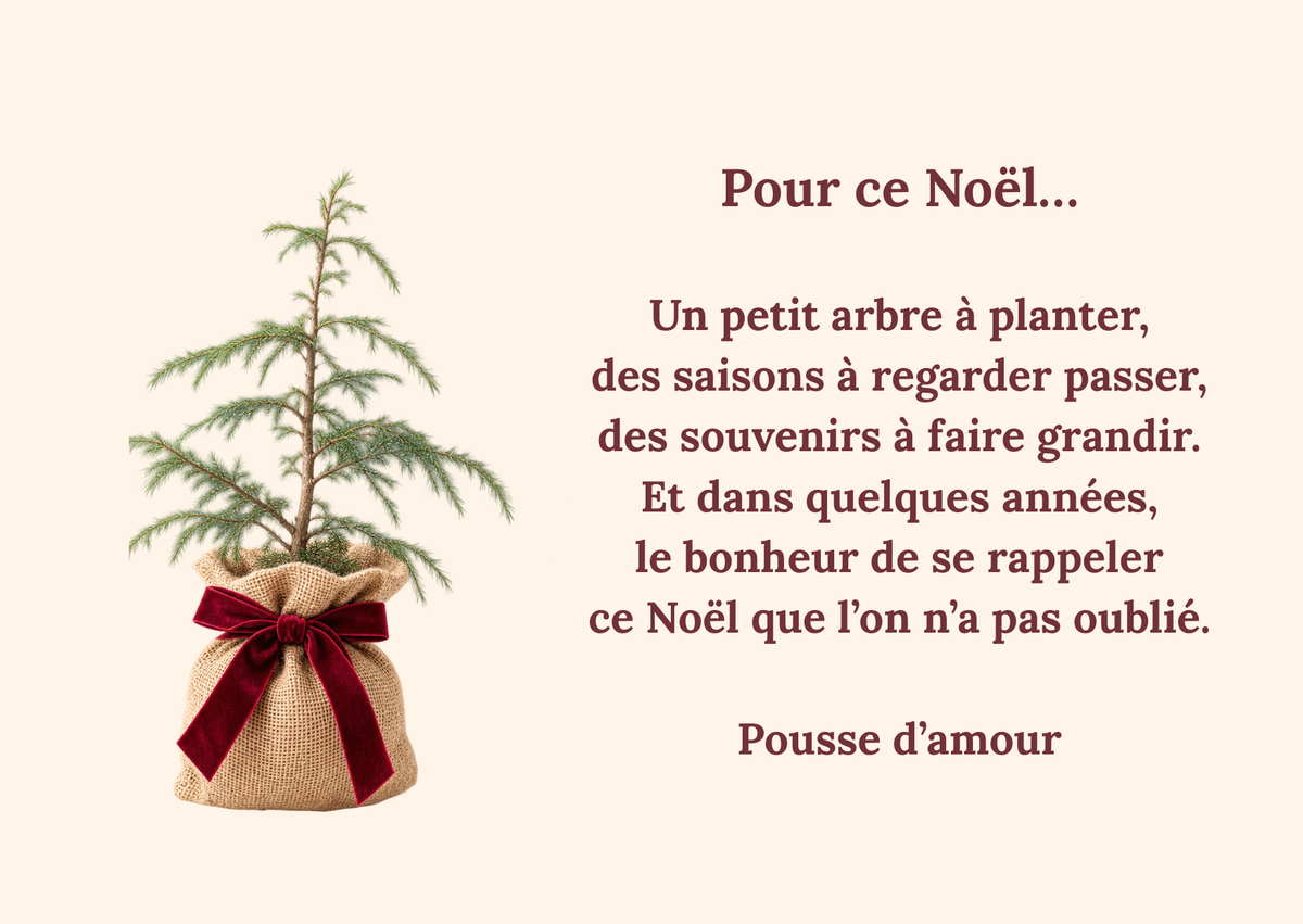 La Pousse d'amour  de Noël