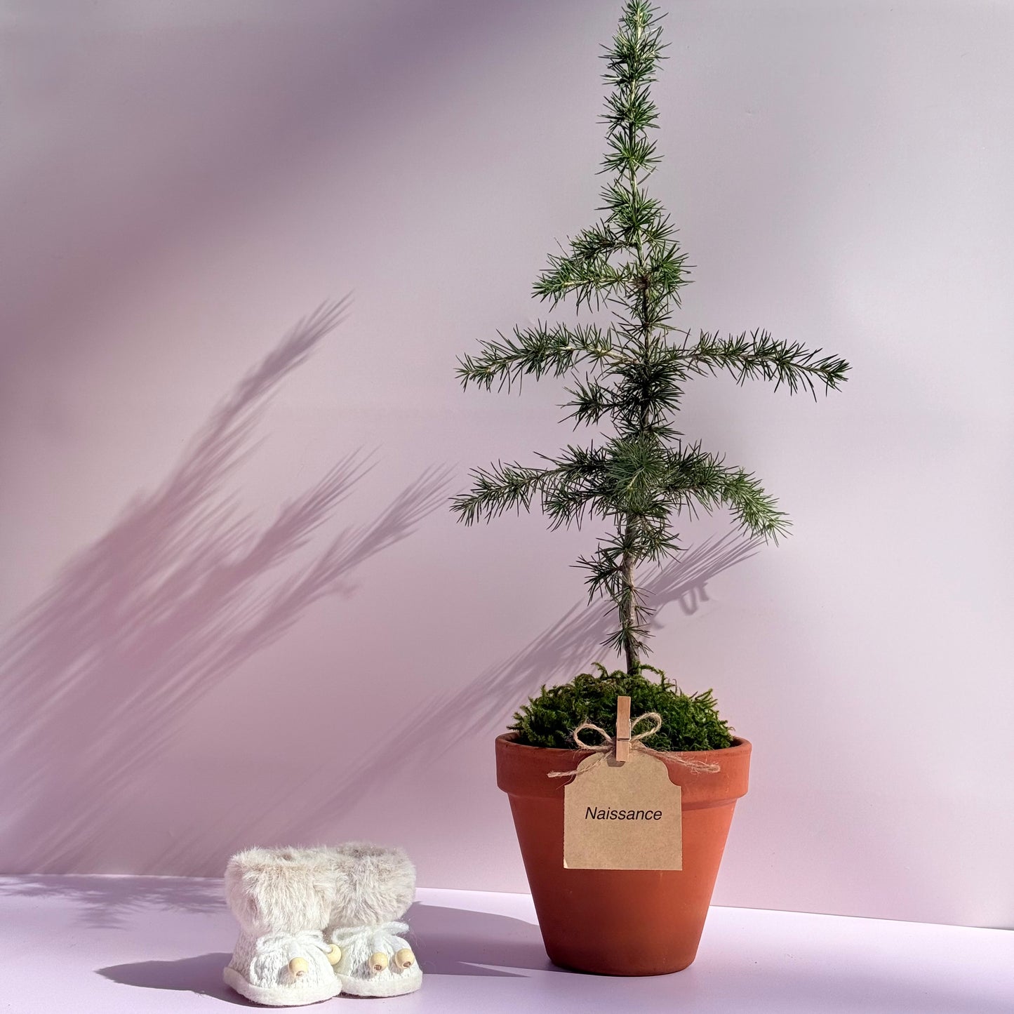 La Pousse d'amour - Naissance