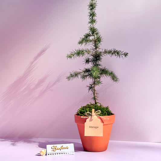 La Pousse d'amour - Mariage