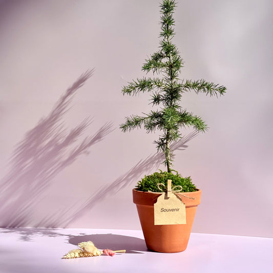 La Pousse d'amour - Souvenir