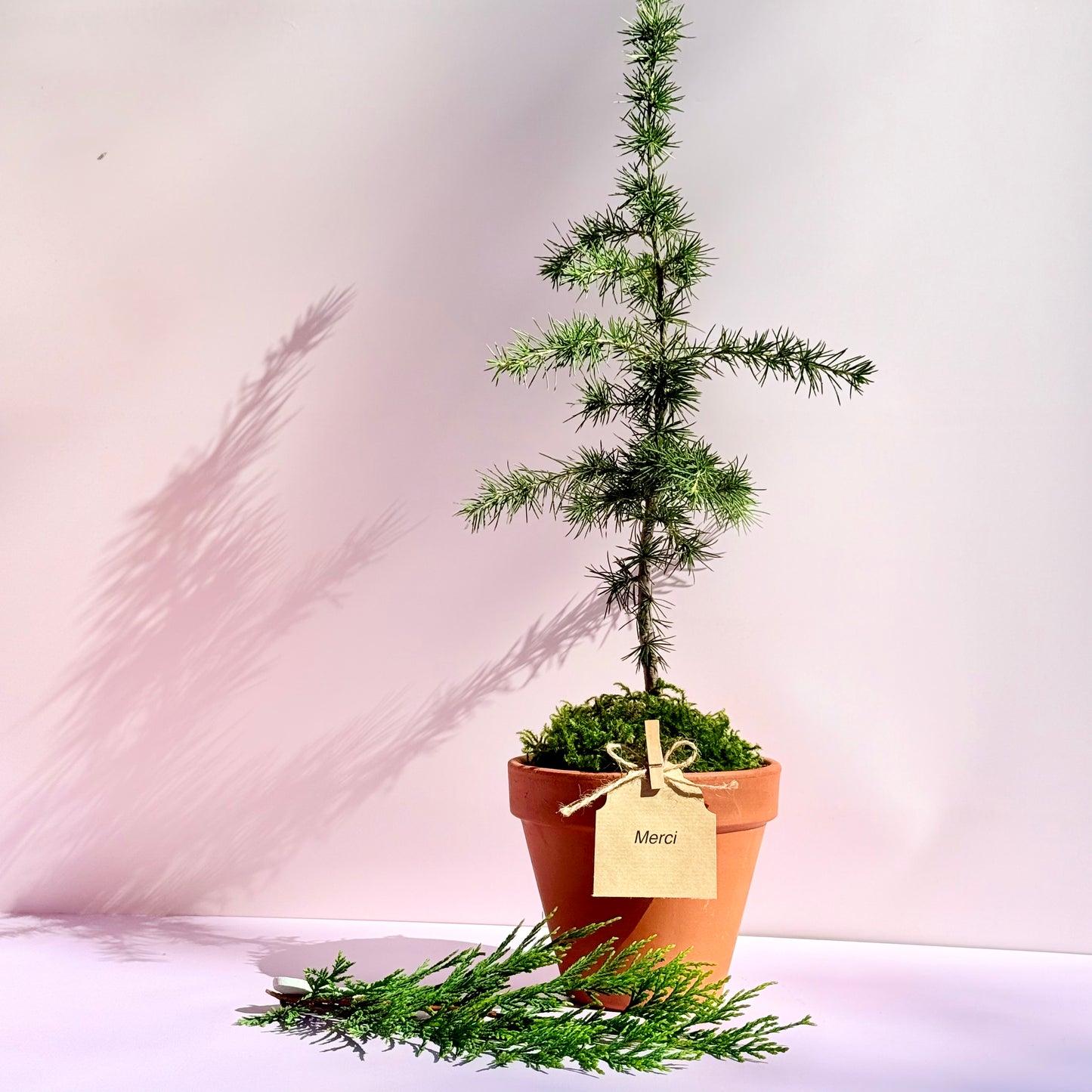 La Pousse d'amour pour dire Merci