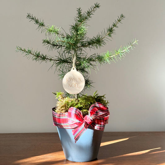 La Pousse d'amour - Noël