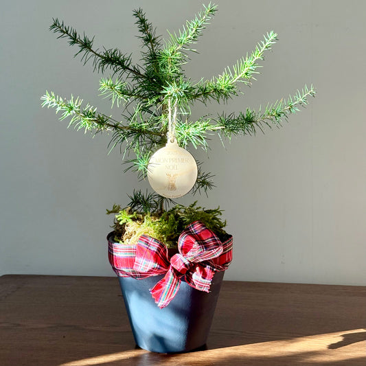 La Pousse d'amour - Mon premier Noël