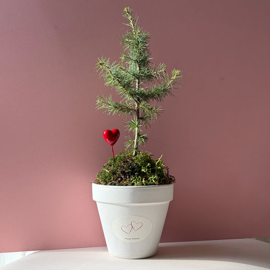 La Pousse d'amour - Saint-Valentin