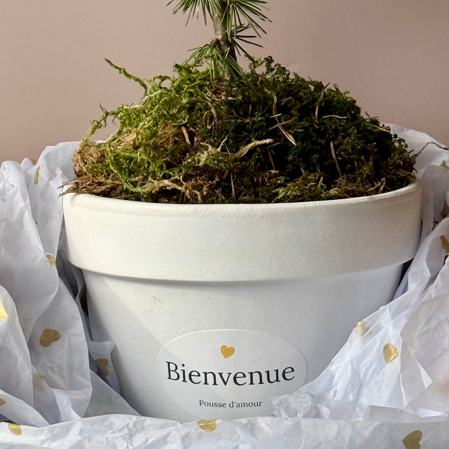 La Pousse d'amour  de Naissance - Cèdre à planter pour bébé