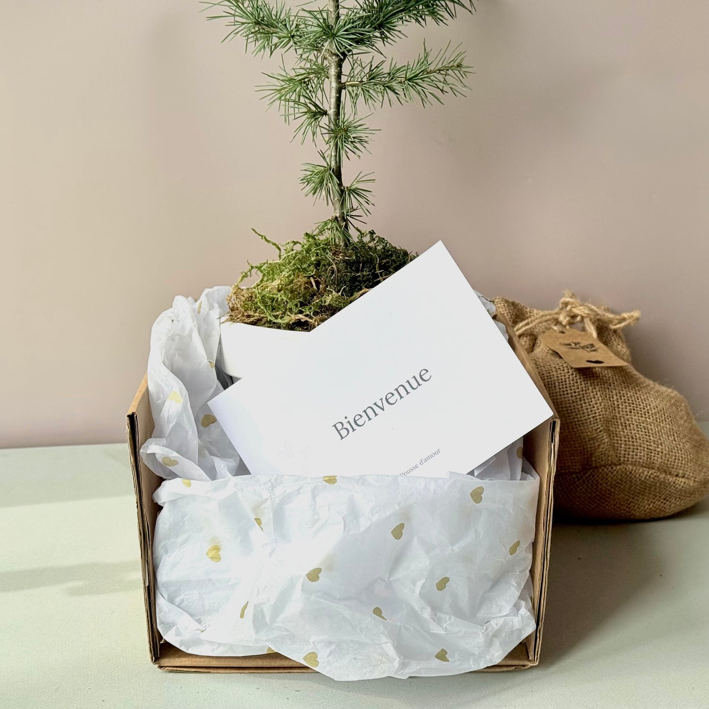 La Pousse d'amour  de Naissance - Cèdre à planter pour bébé