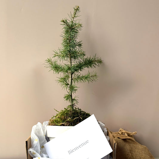 La Pousse d'amour  de Naissance - Cèdre à planter pour bébé