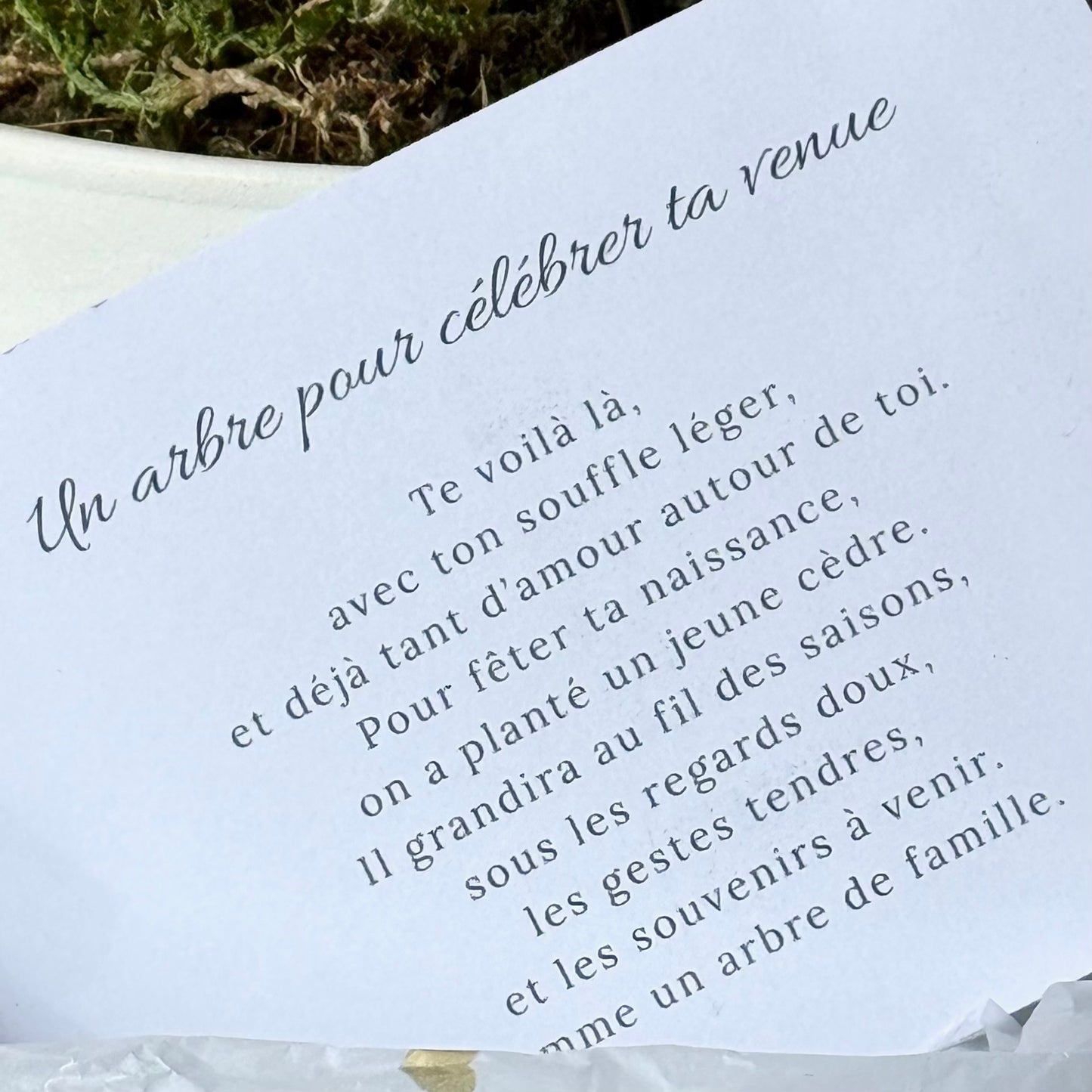 La Pousse d'amour  de Naissance - Cèdre à planter pour bébé