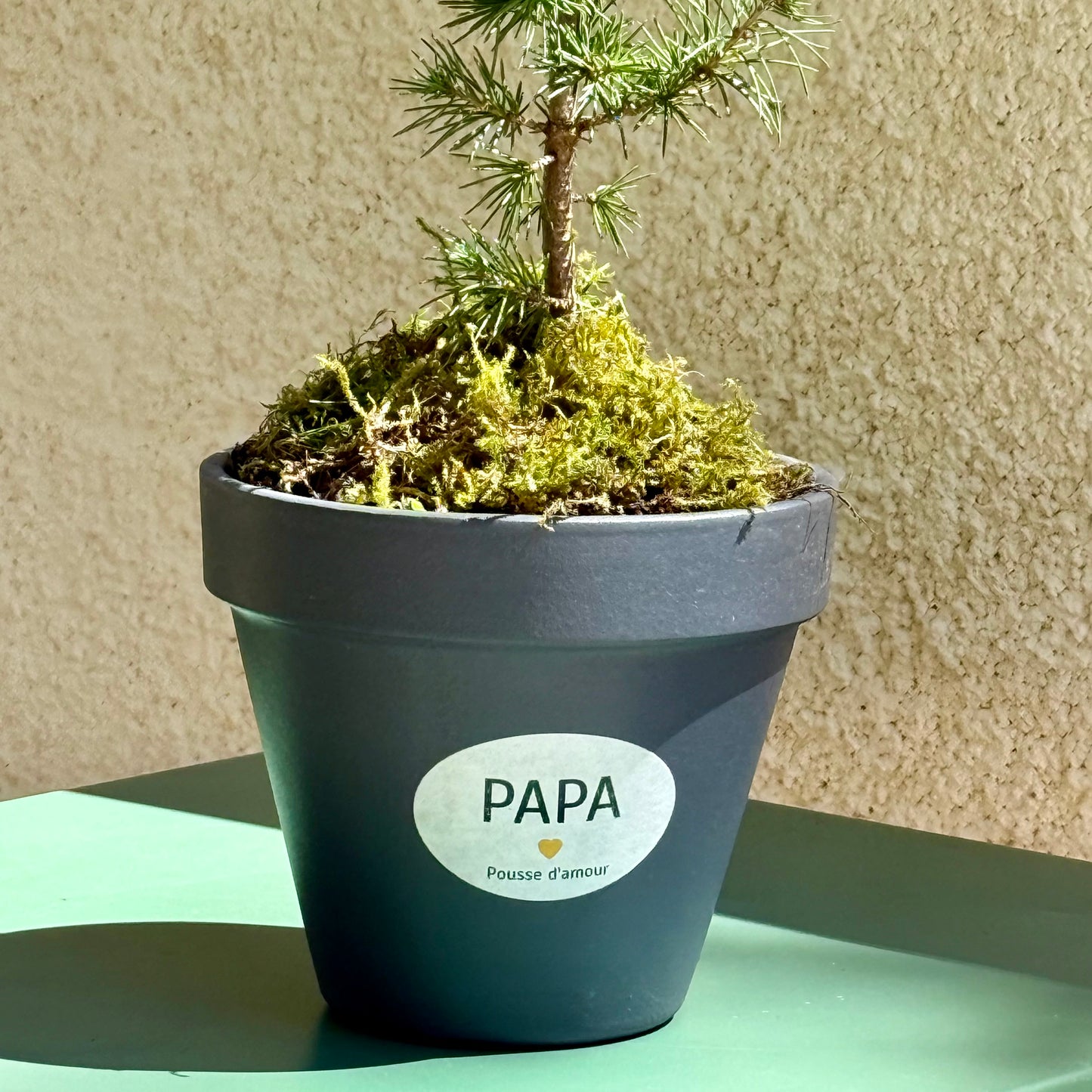La Pousse d'amour pour Papa