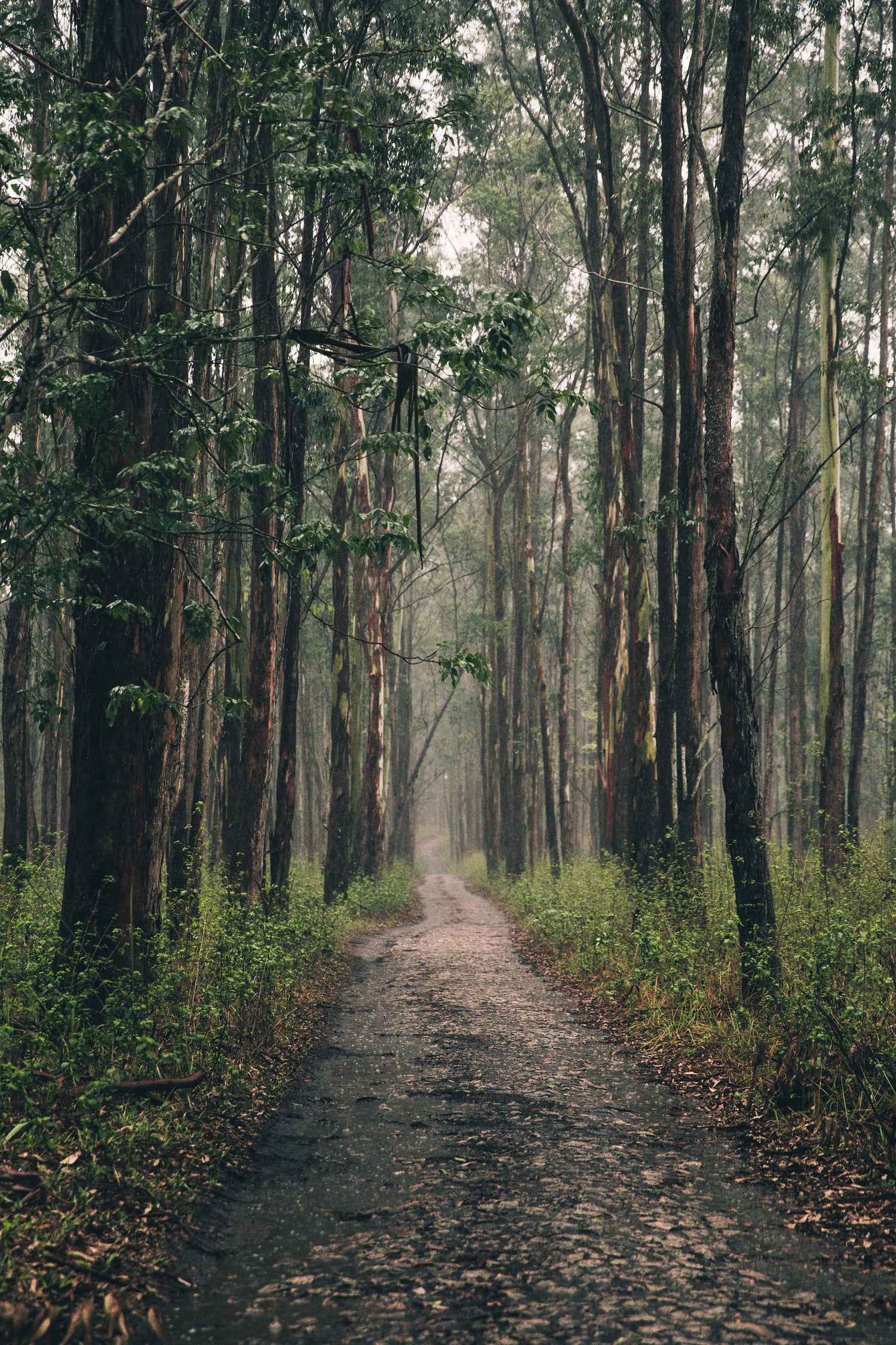 Foret